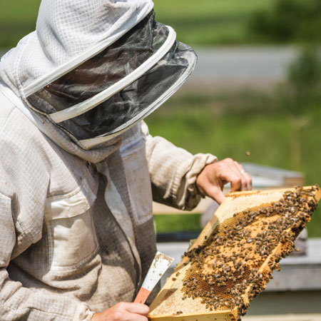 Cornect Family Farm Bees